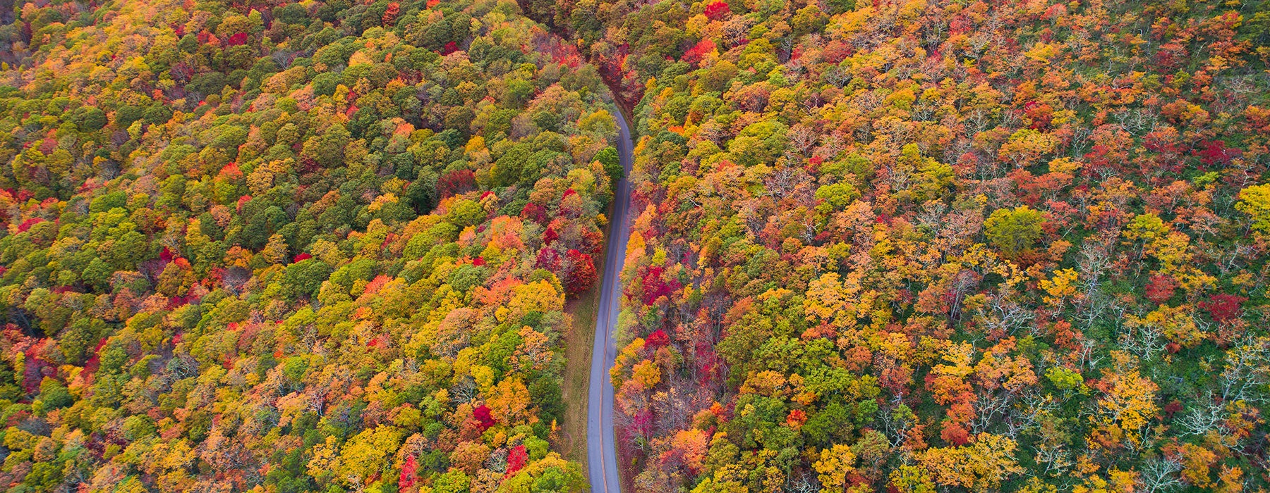 Aerial view of fall foiliage and road