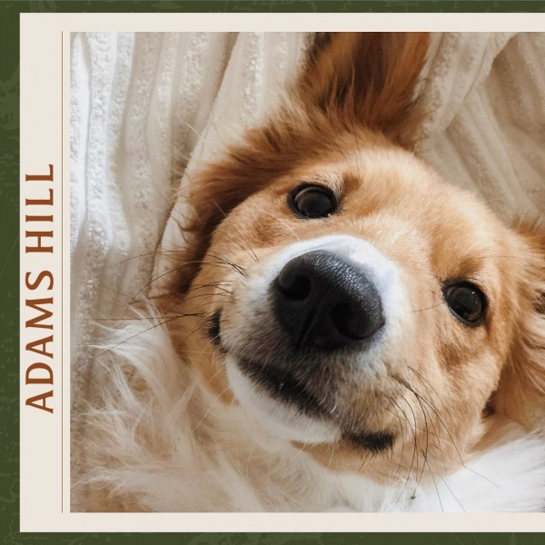 Contact Us Adams Hill Apartments in Greenville, SC